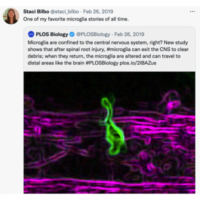 Staci Bilbo tweet showing Microglia